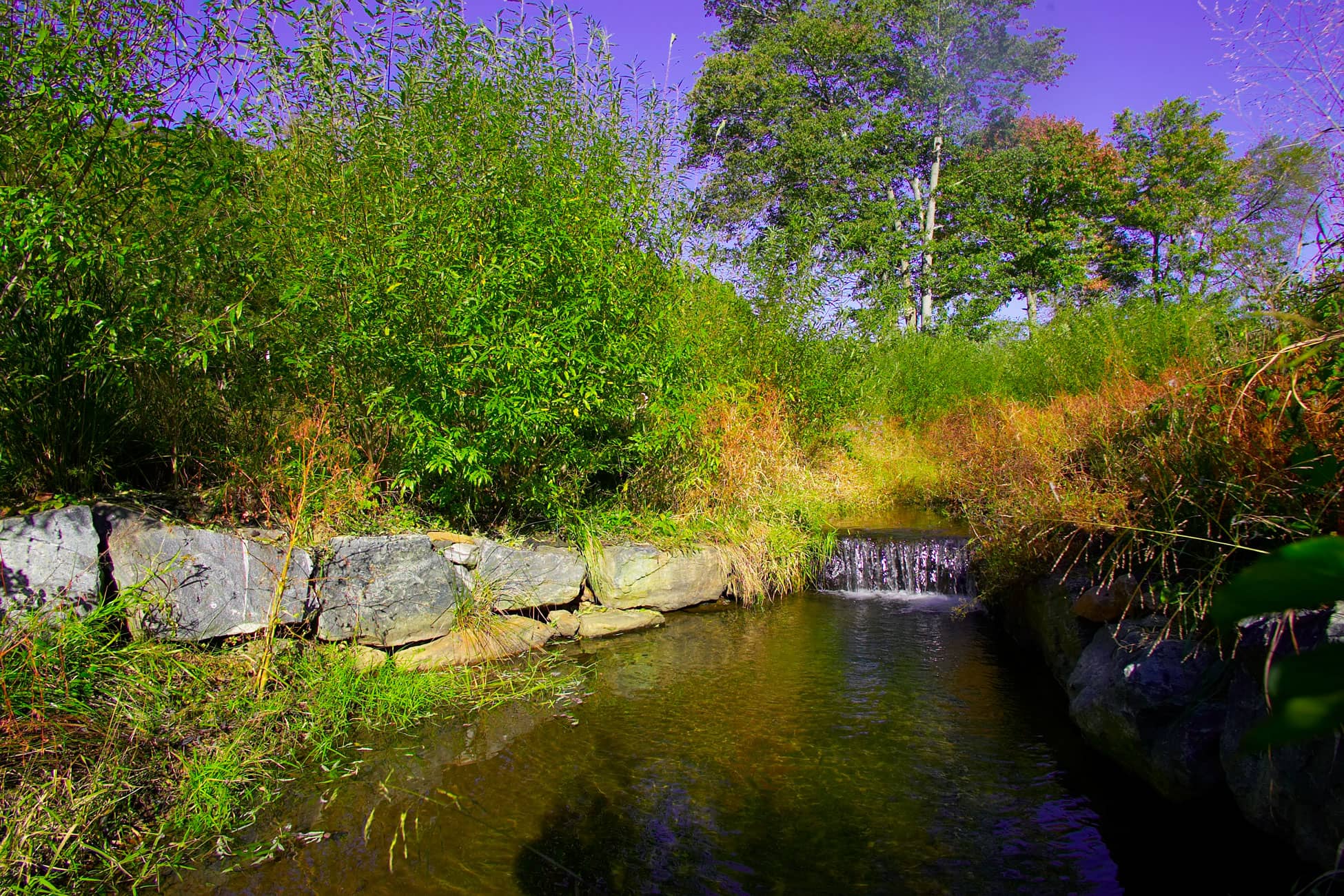 Kimley-Horn can provide green infrastructure and ecological restoration solutions on your next surface water project.