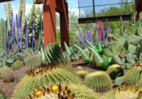 Oasis Desert Botanical Garden