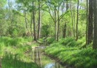 Torrence Creek in McDowell Watershed