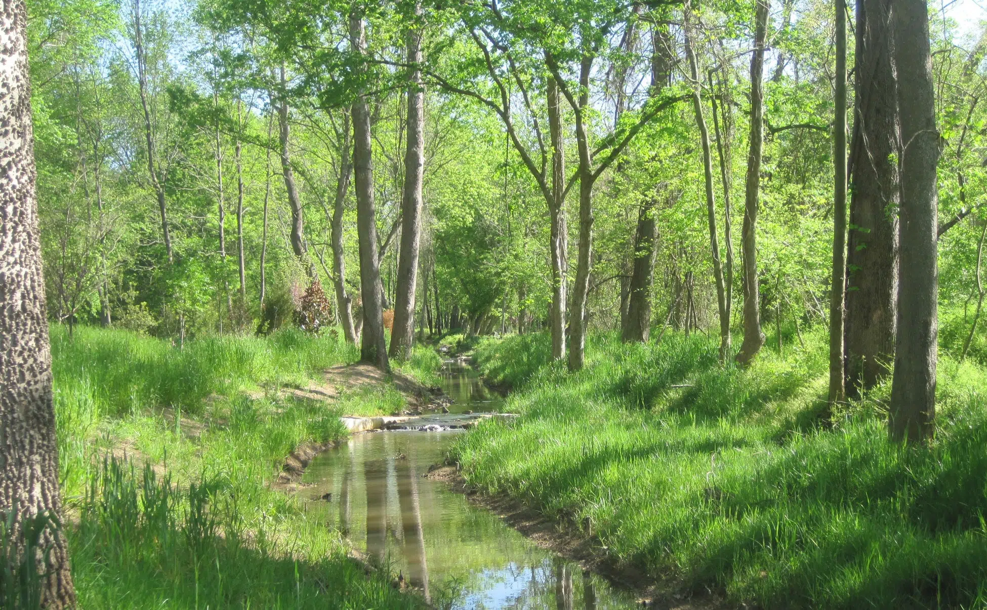 Torrence Creek in McDowell Watershed