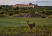 Kimley-Horn protected wildlife in designing Streamsong Resort