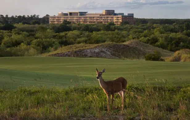 Kimley-Horn protected wildlife in designing Streamsong Resort