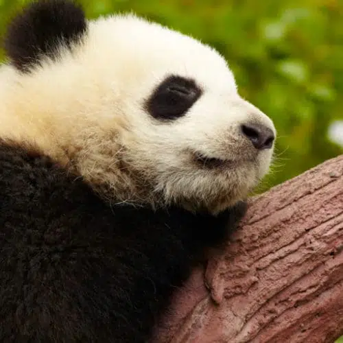 Kimley_Horn - From Pandas to People