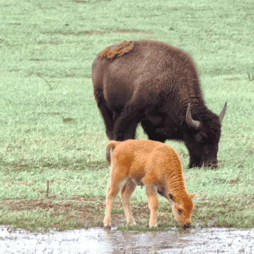 Kimley-Horn Providing Equitable Access to Urban Refuges at Bayou Sauvage