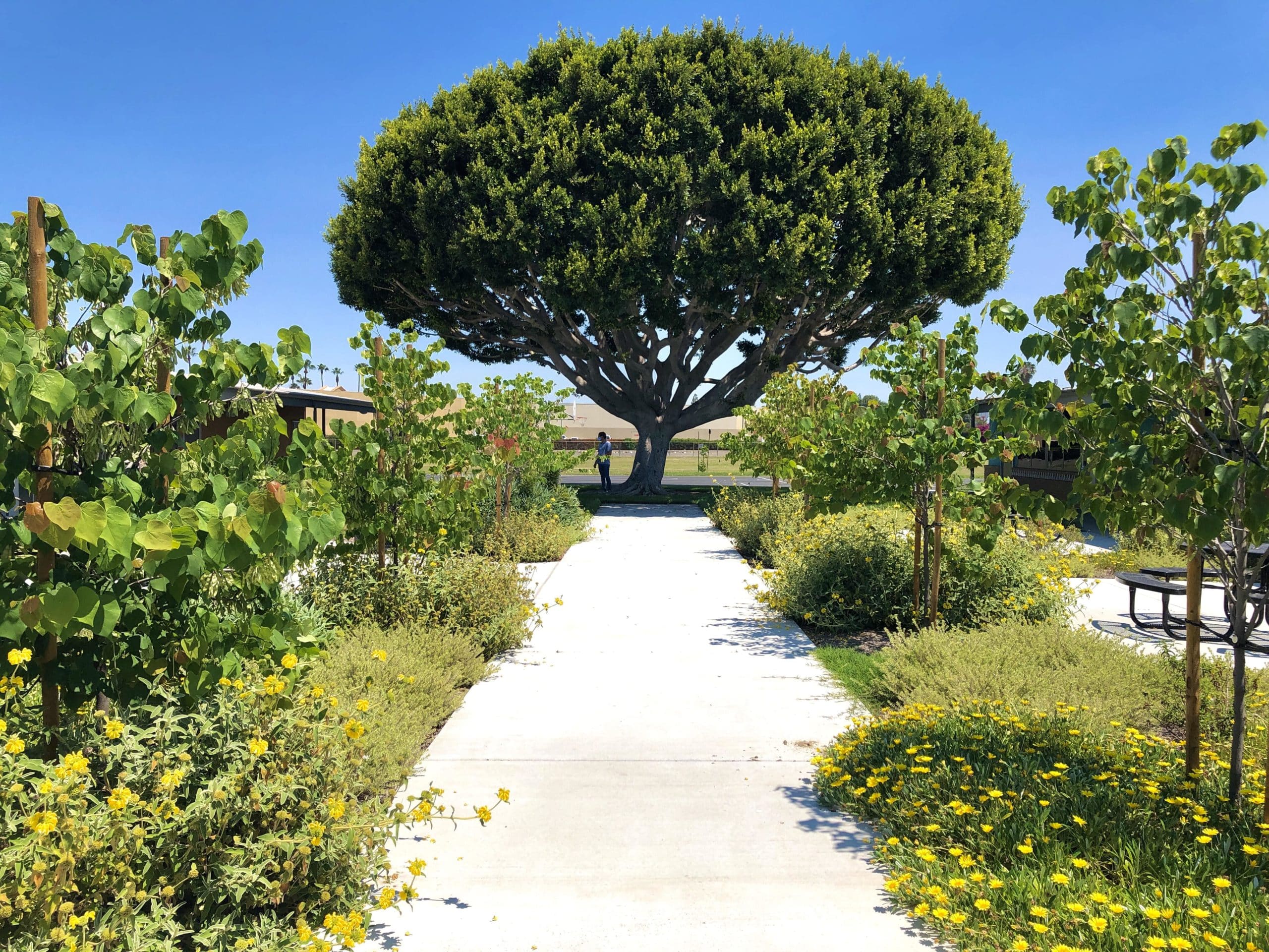 An outdoor walkway leading to a large tree on the Westmont Elementary campus
