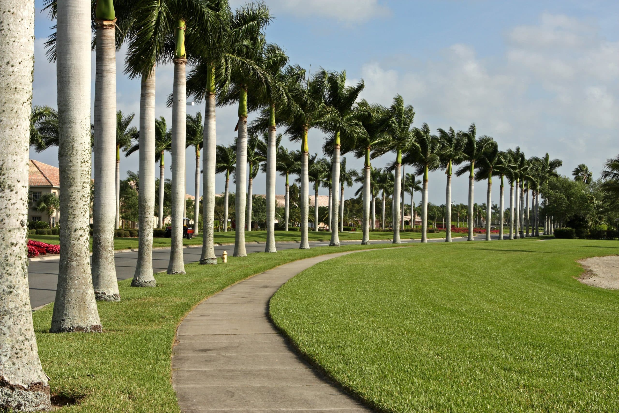 A sidewalk lined with palm trees